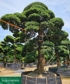 Cây tùng 19191