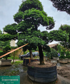 Cây tùng 19232