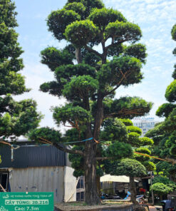 Cây tùng 20216