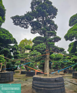 Cây tùng 21175