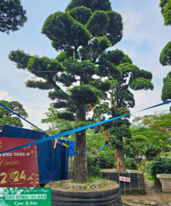 Cây tùng 21233