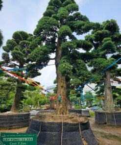 Cây tùng 21331
