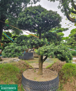 Cây tùng 21369