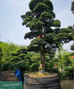 Cây tùng 21473
