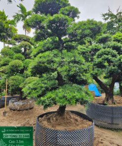 Cây tùng 221446