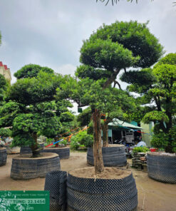 Cây tùng 221454