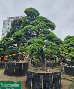 Cây tùng 22371