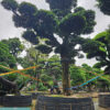 Cây tùng 22381