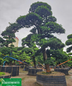Cây tùng 22384