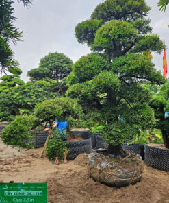 Cây tùng 241218