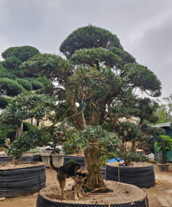 Cây tùng 242330