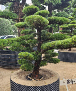 Cây tùng 242494