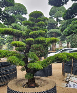 Cây tùng 242514