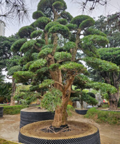 Cây tùng 242903