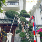kỹ thuật trồng tùng la hán toàn jp